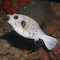 Puffer Fish